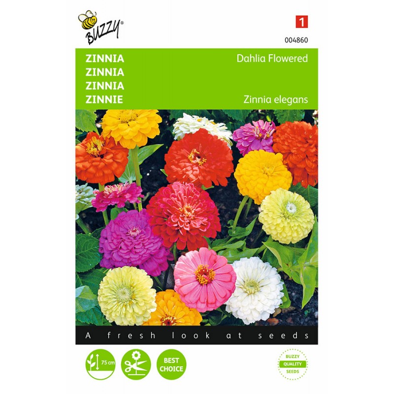 Sunny Reggae Dahlia seeds Flower seeds • Tuinzaden.eu