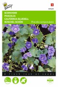 Phacelia Campanularia - Bee Food seeds