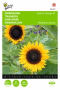 Sunrich Orange F1 Sunflower Helianthus seeds
