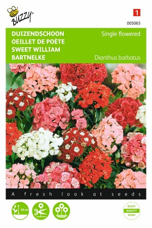 Sweet William single flowered mixed