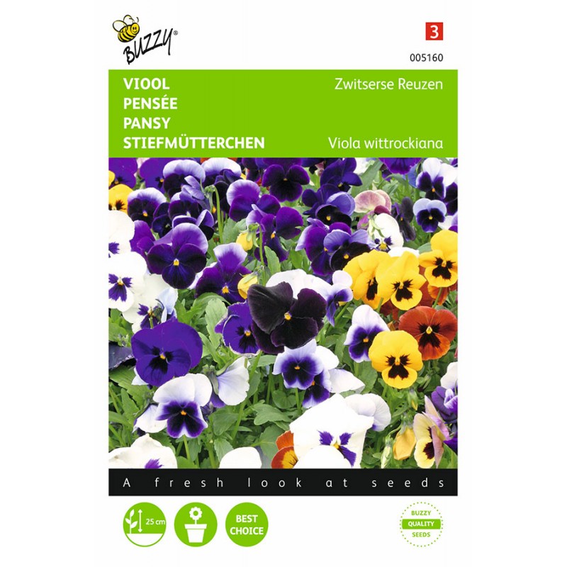 pansy Buy pansy (syn. Viola × wittrockiana) Viola × wittrockiana Cool