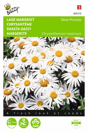 Silver Princess Shasta Daisy Leucanthemum seeds