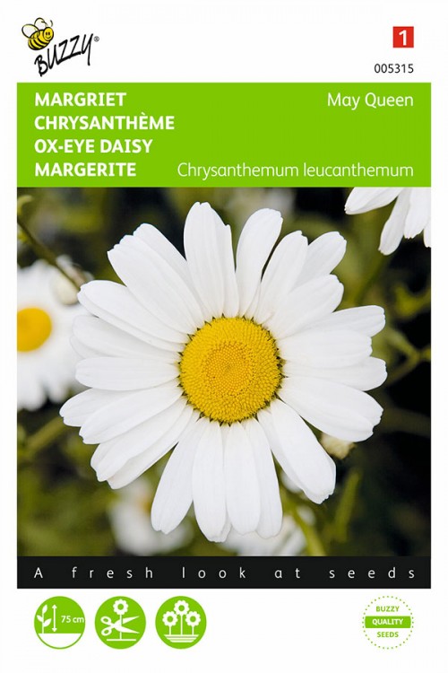 May Queen Ox-eye Daisy Leucanthemum seeds