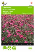 Brilliant Dianthus - Maiden Pink seeds