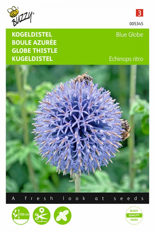 Blue Globe Thistle - Echinops seeds