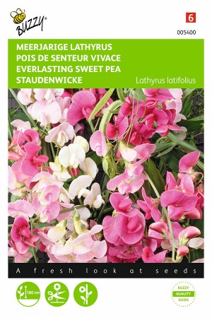 Everlasting Sweet pea Lathyrus latifolius seeds