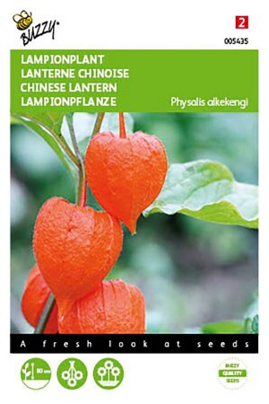 Lampionplant - Physalis zaden