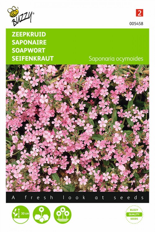 Pink Saponaria Soapwort seeds