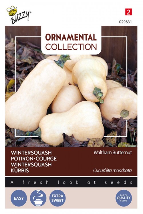 Waltham Butternut wintersquash pumpking seeds