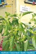 Citroen Limone Basilicum zaden