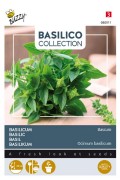 Bascuro Griekse potbasilicum - Basilicum zaden