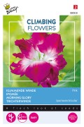Double Pink Morning Glory Ipomoea seeds