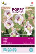 Breadseed Poppy - Papaver somniferum seeds