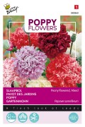 Paeony Flowers - Papaver paeoniflorum
