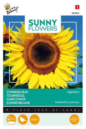 Gigant Sunflowers Helianthus seeds