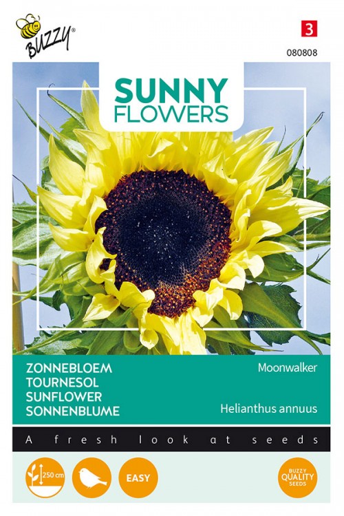 Moonwalker Sunflower Helianthus seeds