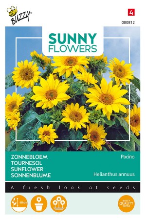Pacino Gold Sunflower Helianthus seeds