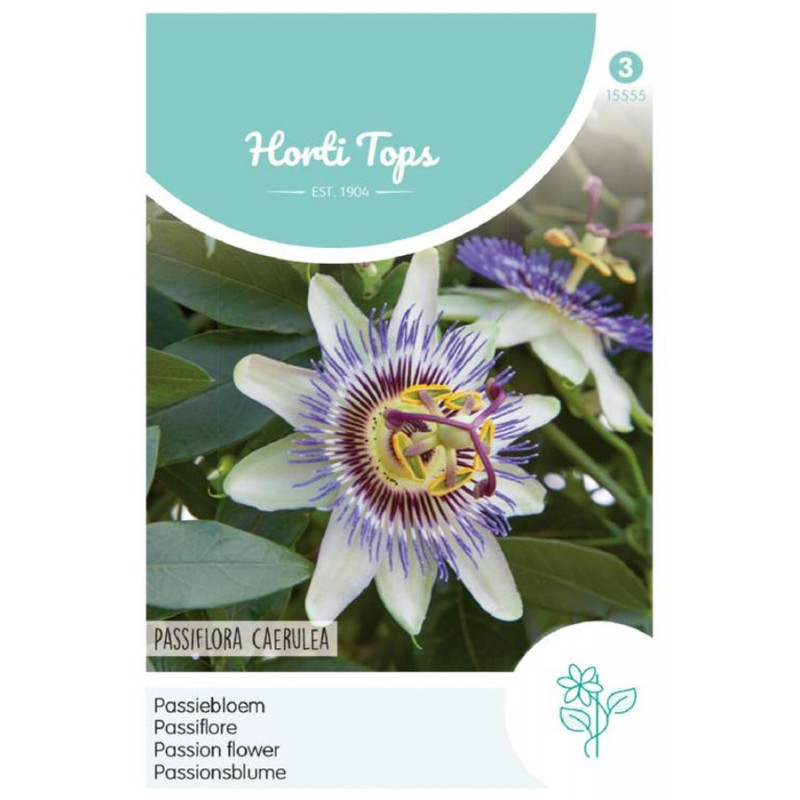 Blue Passion - Flower seeds - Passiflora  Tuinzaden.eu
