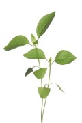 Citroenbasilicum - Microgreens