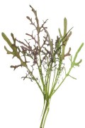 Mosterd Red Frills - Microgreens zaden