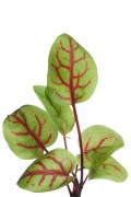 Sorrel red-veined - Microgreens seeds
