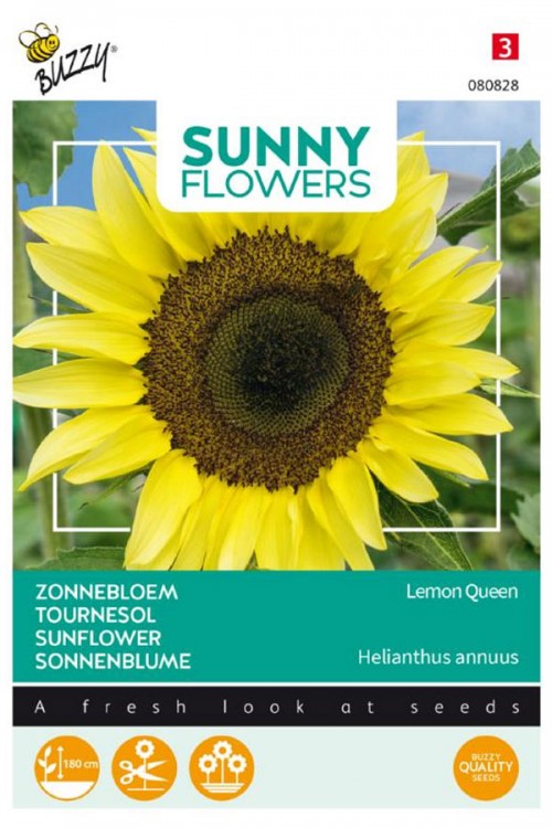 Lemon Queen Sunflower Helianthus seeds