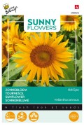 Irish Eyes - Sunflower Helianthus seeds