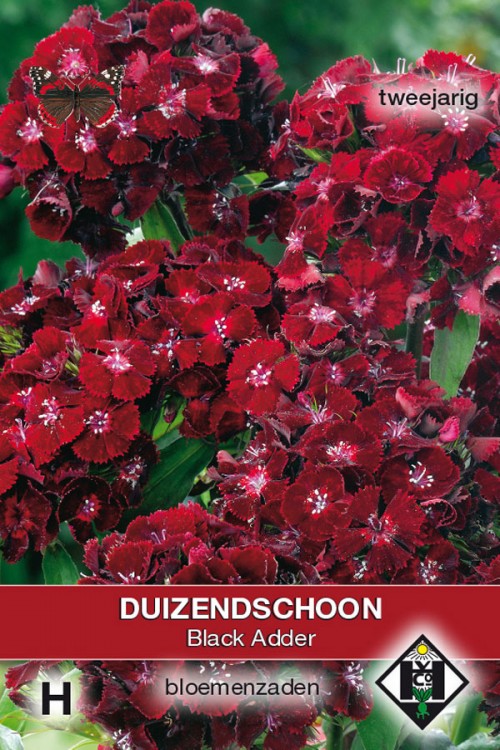 Catastrofaal cijfer Stam Black Adder - Duizendschoon zaden - Dianthus kopen? Tuinzaden.eu