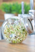 Kweekpot Salade kiemgroenten - spruitgroente