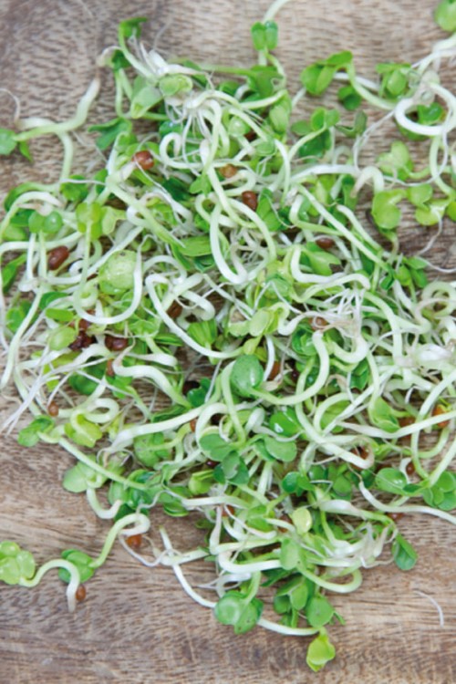 Sprouting Jar Daikon Radish Growing kits Other • Tuinzaden.eu