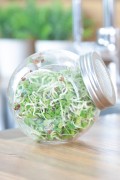 Sprouting Jar - Daikon Radish