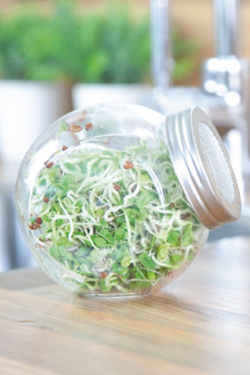 Sprouting Jar Daikon Radish Growing kits Other • Tuinzaden.eu