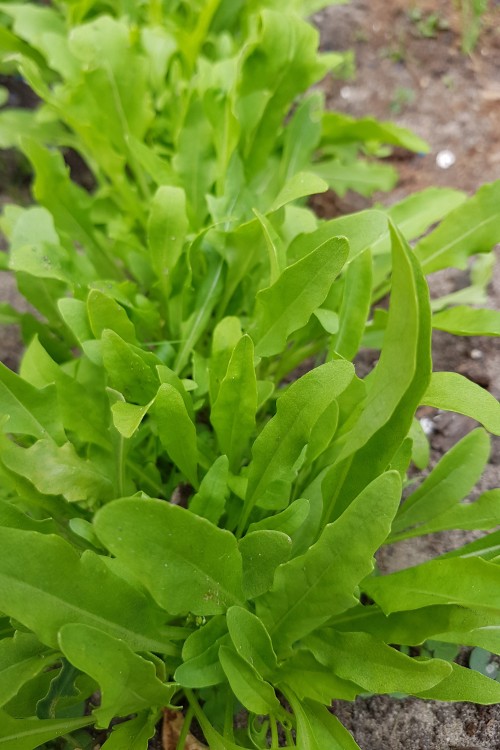 Rucola Wasabi Zaden kopen? Tuinzaden.eu