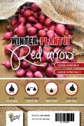 Winter Plant onions Red Arrow - 250g