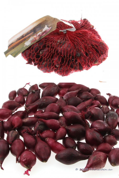 Winter Plant onions Akado Red Arrow - 250g