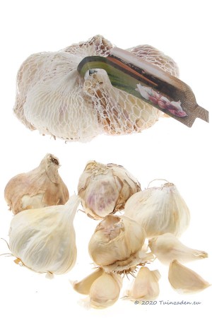 Winter Garlic Messidrome -...