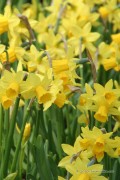 Tête à Tête Narcissus - Daffodil Bulbs 8pcs.