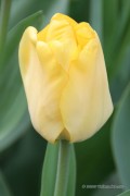 Golden Apeldoorn Tulips - Flower bulbs 8pcs.