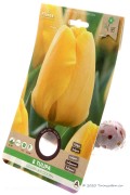 Golden Apeldoorn Tulips - Flower bulbs 8pcs.