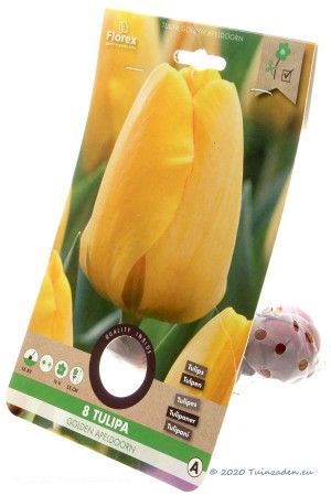 Golden Apeldoorn Tulips -...