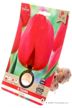 Oxford Tulips - FlowerBulbs...
