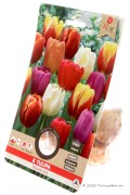 Triumph Tulips Mixed - Flower Bulbs 8pcs.