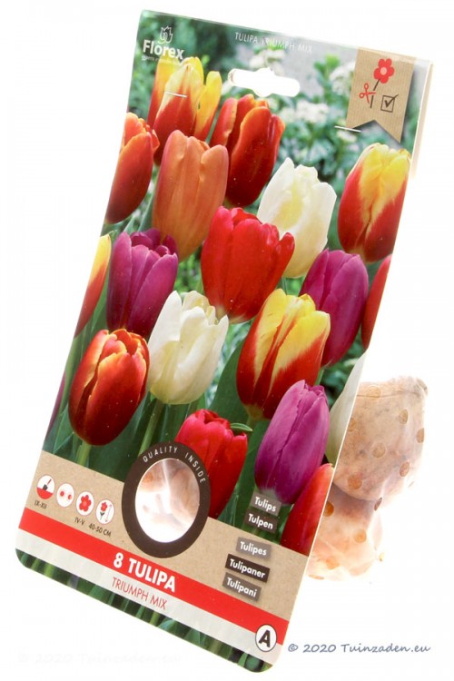 Triumph Tulips Mixed - Flower Bulbs 8pcs.
