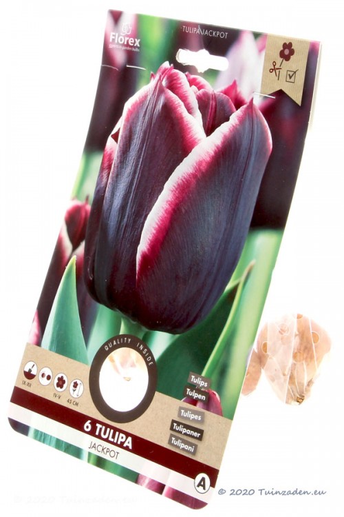 Jackpot Tulips - Flower Bulbs 6pcs.