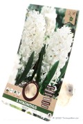 Aiolos White Hyacinth - Flower Bulbs 5 pcs.
