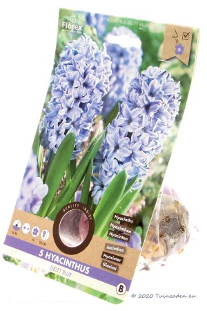 Delft Blue Hyacinth -...