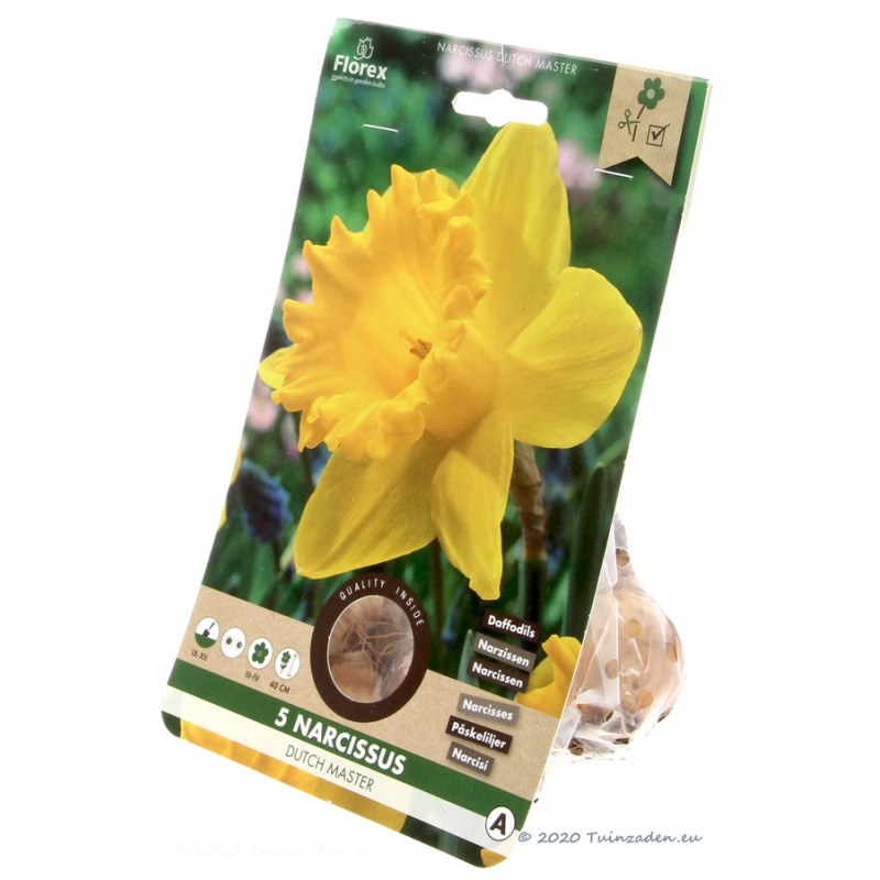 Dutch Master Narcissus Daffodil Bulbs 5pcs. Daffodils • Tuinzaden.eu