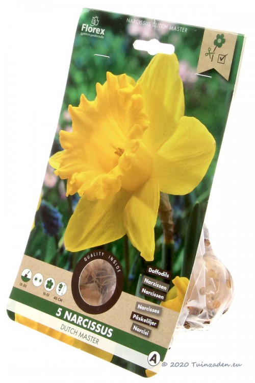Dutch Master Narcissus - Daffodil Bulbs 5pcs.