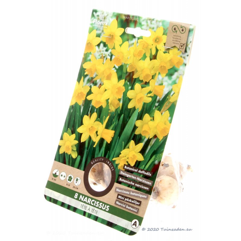 Tête à Tête Narcissus - Daffodil Bulbs 8pcs. - Daffodils • 