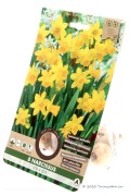 Tête à Tête Narcissus - Daffodil Bulbs 8pcs.